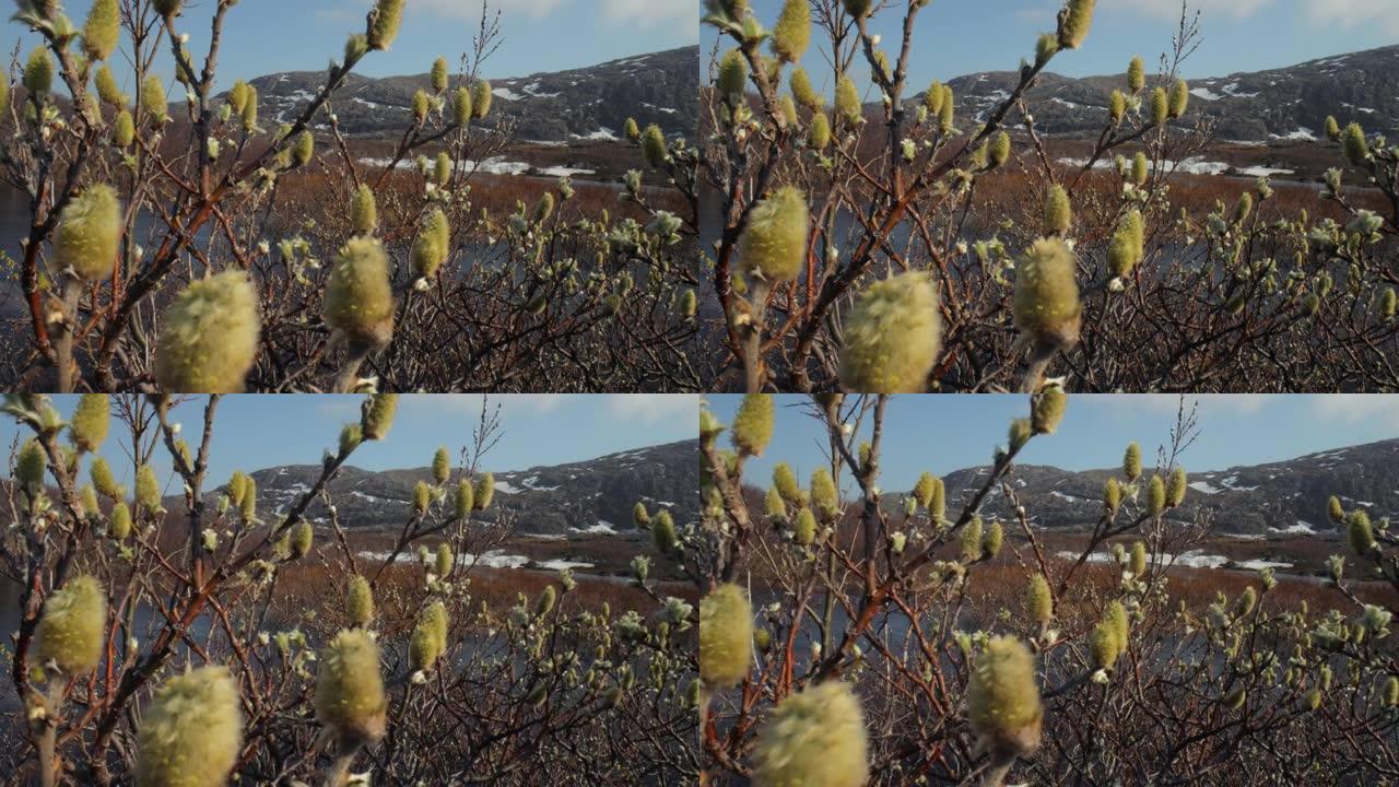 北极苔原。北极矮极柳 (Salix polaris)，即矮柳，主要发现于北极地区的苔原。