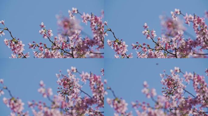 春天的季节-美丽的樱花与春天的台北市容，