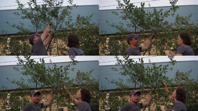 从树上摘樱桃。一个男人用樱桃向一个女人倾斜树枝