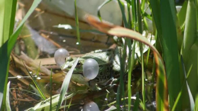 交配仪式期间，池塘里有气泡的普通水蛙。