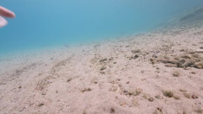 海洋污染: 库拉索岛加勒比海水中的垃圾