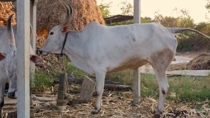 印度白牛大便或大便的特写镜头