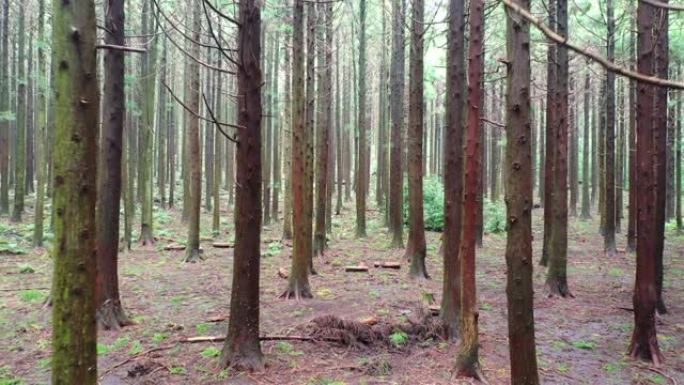 韩国济州岛的无人驾驶飞机视图，山