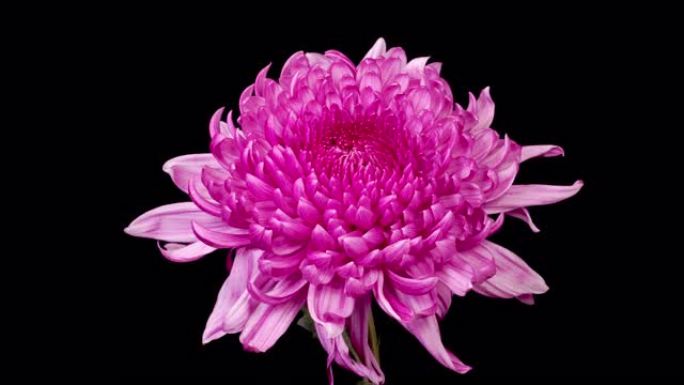 美丽的紫色菊花开特写展示微距实拍粉花红花
