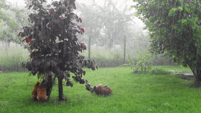 雨中花园树下母鸡的4k镜头