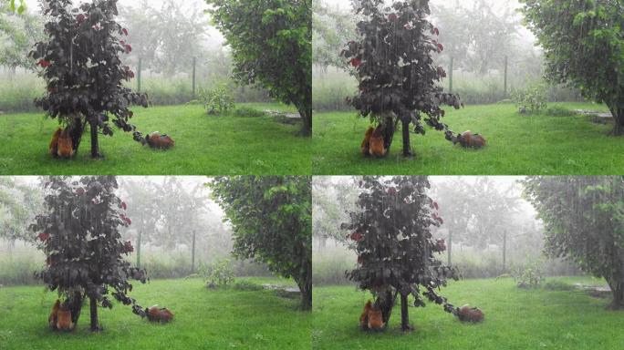 雨中花园树下母鸡的4k镜头