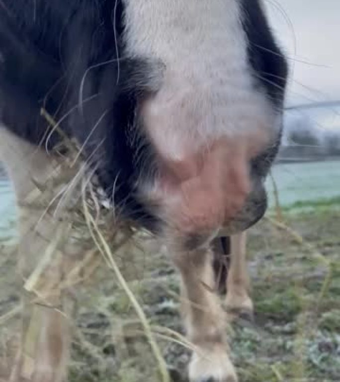 霜冻的早晨马在吃干草