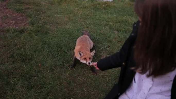 一头红发的野狐害怕接近一个用手喂肉的女孩