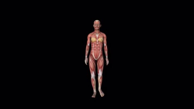 女性肌肉系统的步行动画