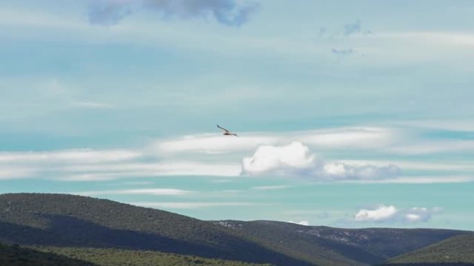 欧亚狮鹫 (Gyps fulvus) 在蓝天中飞翔
穿过山间峡谷