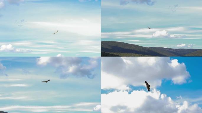 欧亚狮鹫 (Gyps fulvus) 在蓝天中飞翔
穿过山间峡谷