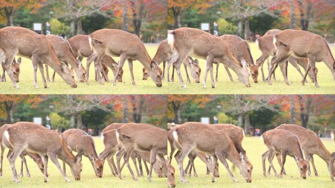 秋天，鹿在日本奈良公园的草地上吃杂草。