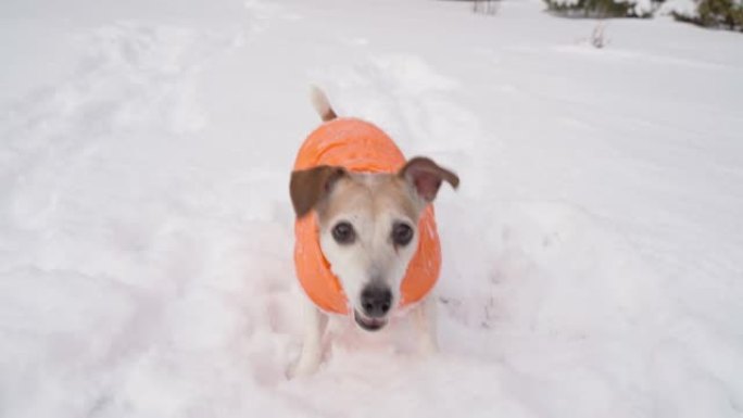 冬季雪外活动时间与宠物。