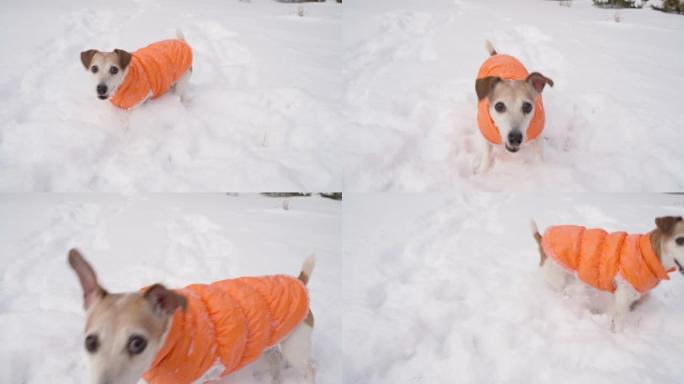 冬季雪外活动时间与宠物。