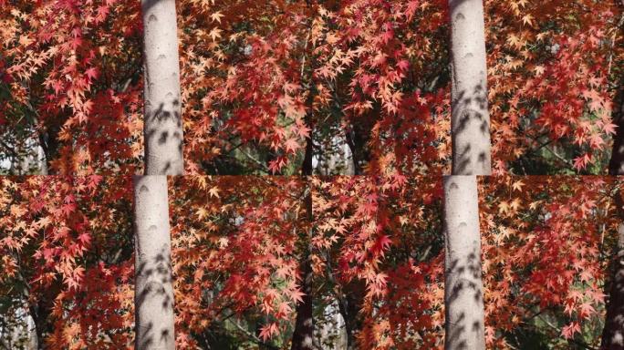 红枫叶在风中摇曳的特写镜头，枫林背景，4k慢动作镜头