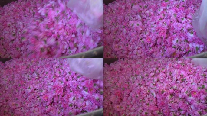 装满粉红色玫瑰花瓣的塑料袋被倒入大型金属容器中