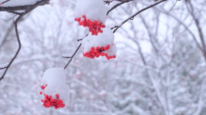 白雪覆盖的日本罗文浆果