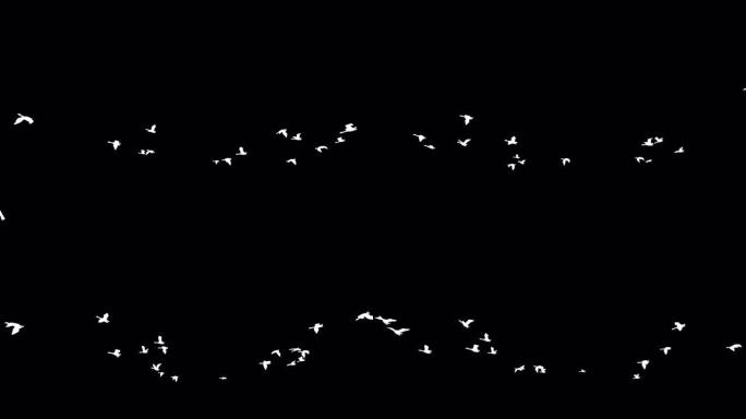 透明 (阿尔法) 背景的飞天鹅剪影动画