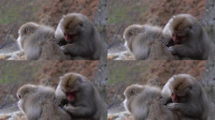 日本猕猴互相梳理; 日本地古谷猴园