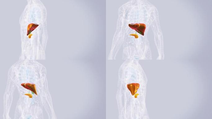 人体肝脏解剖学。人体模型旋转动画