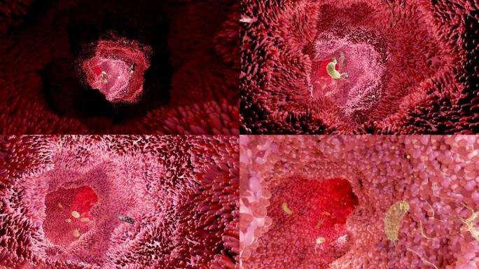 消化系统的微绒毛表面，有细菌和病毒的肠绒毛。微观绒毛，用于消化和吸收食物的毛细血管。人类肠道。幽门螺