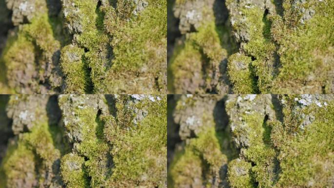 在森林中间长有苔藓的桦树的细节。生长在树皮上的地衣。宏观观。