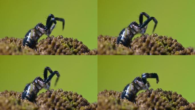 一只小蟹蜘蛛 (Synema globosum) 回收它的网。坐在一朵花上，绿色背景。