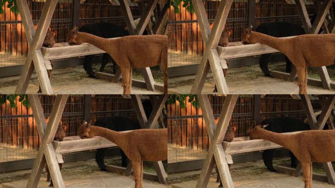 农场里的羊驼。