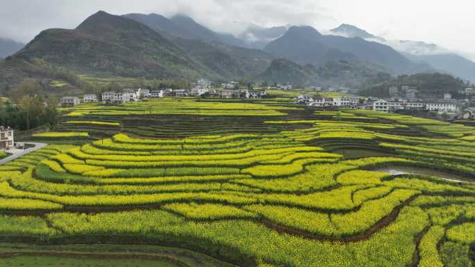 4k高清安康汉阴凤堰古梯田油菜花