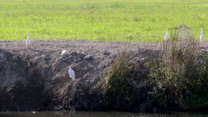 在4k的晴天，在河岸上看到白鹭，背景是一片草地