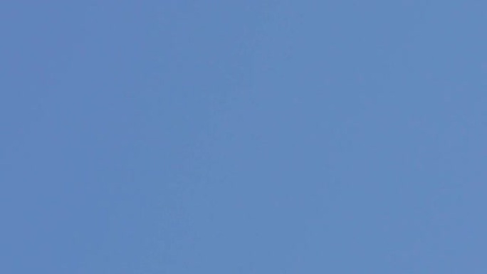 一群鸟群在一棵无叶的树上飞翔和旋转，在蓝天下29p