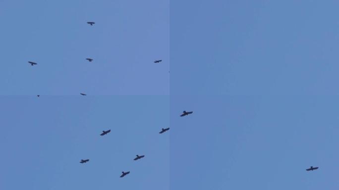 一群鸟群在一棵无叶的树上飞翔和旋转，在蓝天下29p