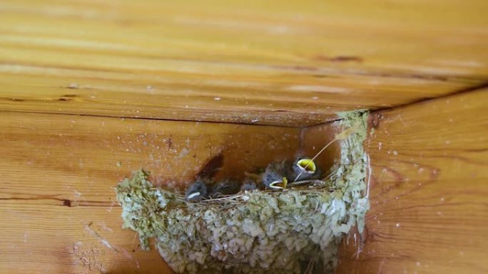 可爱的燕子小鸡在等待食物，张开黄色的嘴，坐在巢中
