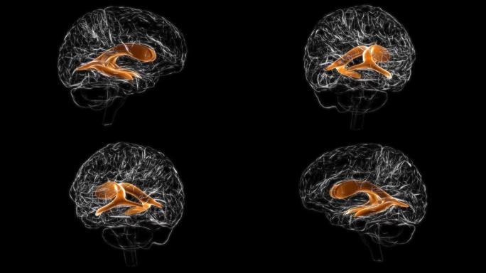 医学概念3D动画的脑侧脑室解剖