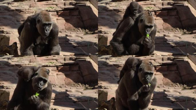 大猩猩妈妈背上有大猩猩宝宝，吃青椒
