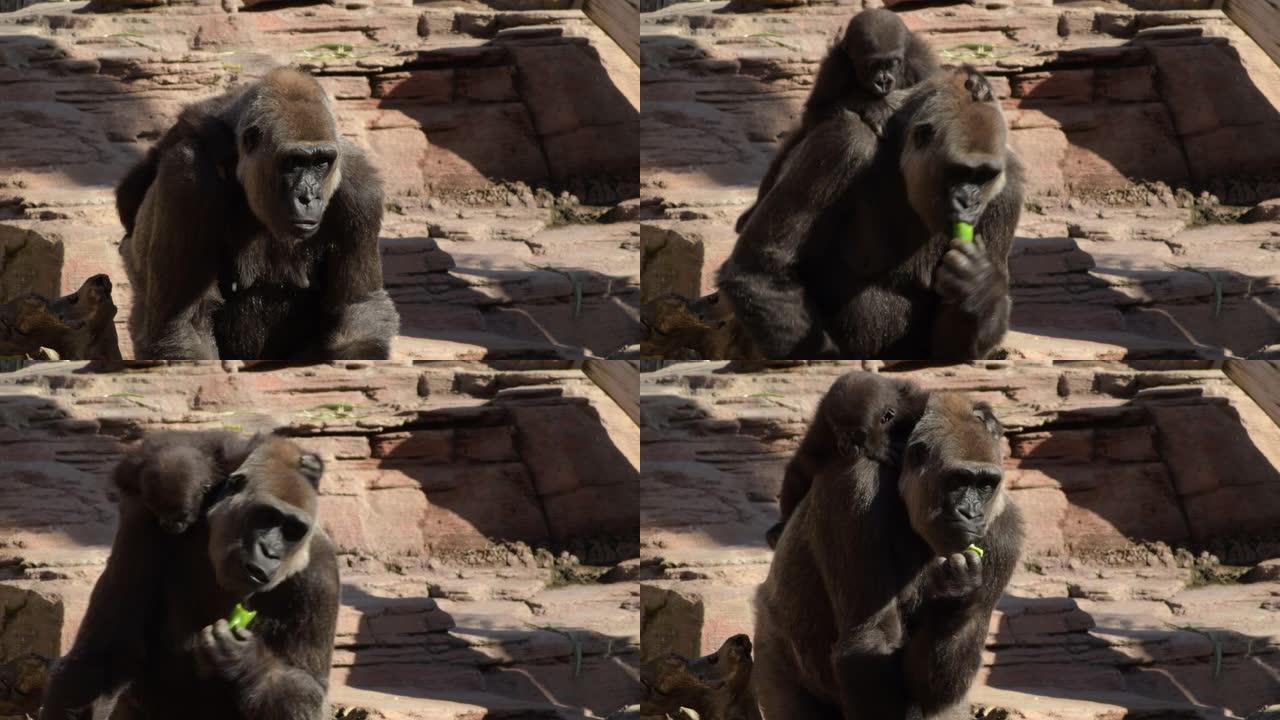大猩猩妈妈背上有大猩猩宝宝，吃青椒