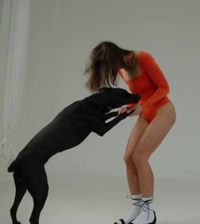穿着鲜艳泳衣的性感女孩在工作室里与一只黑狗在白色背景上的爪子上抱着chi ii跳舞。