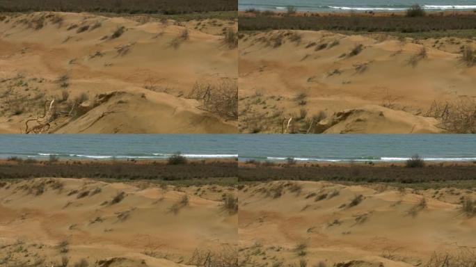 沙丘是积极的地貌; 风形成的沙质山丘。