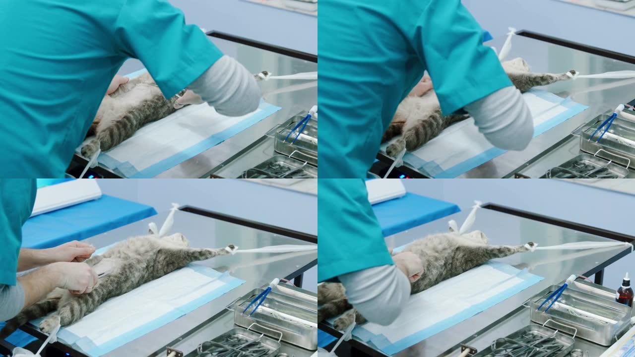 兽医在被绑住的猫的肚子上切皮毛，为消毒做好准备
