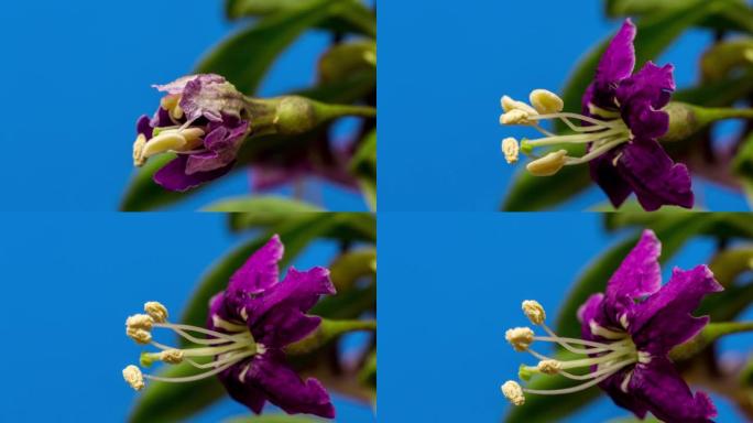 4k延时视频，草地花在蓝色背景下生长和开花。野花在蓝色中。