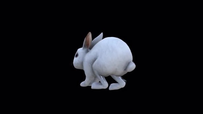 大白兔跳背侧视