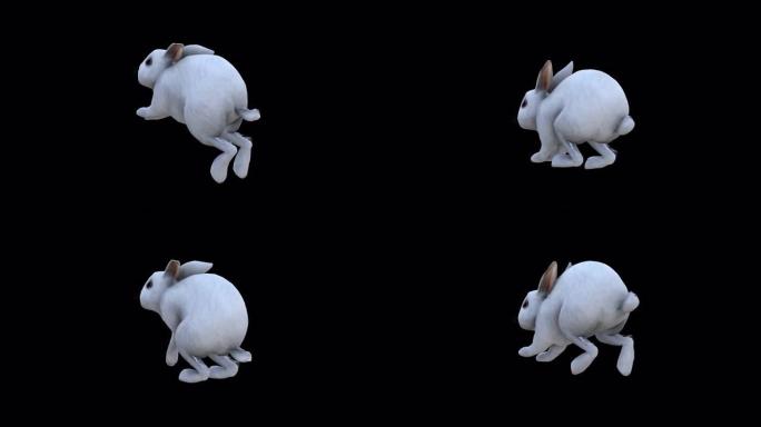 大白兔跳背侧视