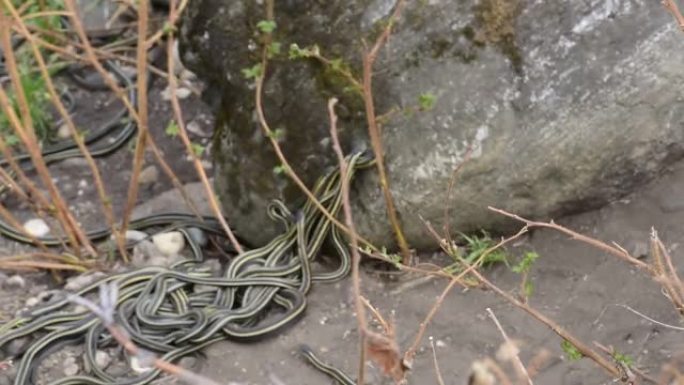 萨斯喀彻温省的蛇繁殖球