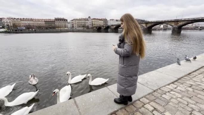乌克兰女士在河中喂养天鹅