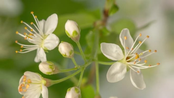 4k延时的酸味樱桃树花开并在绿色和白色背景上生长。盛开的小白花李。9:16比率的时间流逝。