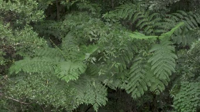 茂密的森林和风，热带雨林