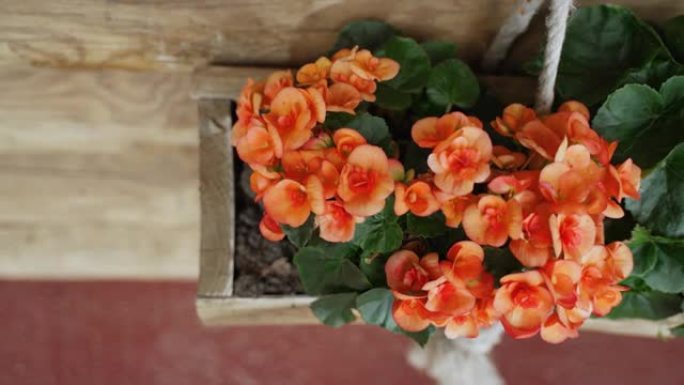 橙色海棠花生长在室内的生态木盆中，特写镜头。