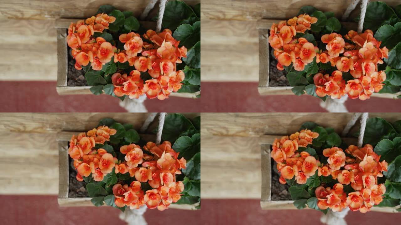 橙色海棠花生长在室内的生态木盆中，特写镜头。