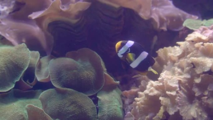 两栖小丑鱼在珊瑚和海洋植物之间的水族馆中游泳