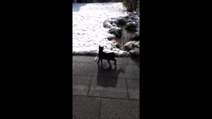 一只年轻的三色猫在冬天有一个大阴影的视频